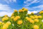 Aldeia da Cuada, Azores, Portugal. Yellow wildflowers on Flores Island. Art Print